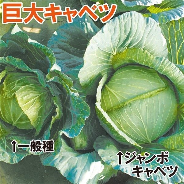 種 野菜たね キャベツ F1ジャンボキャベツ 1袋（1ml）