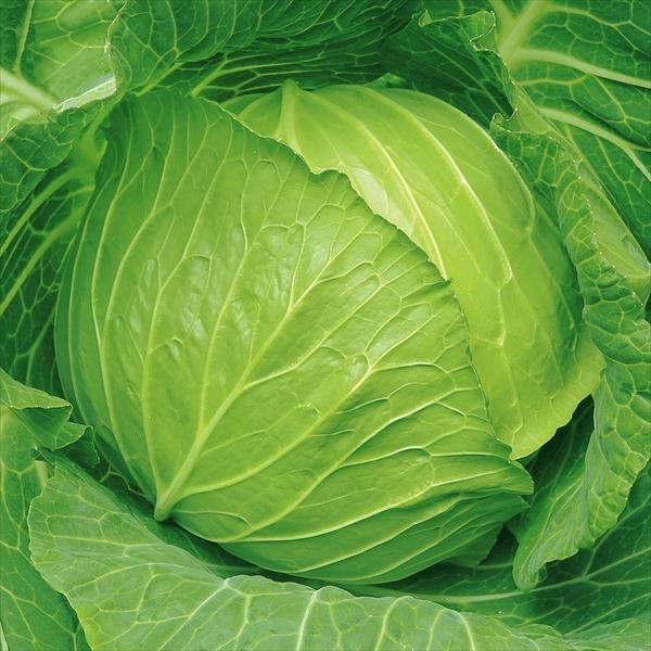 種 野菜たね キャベツ F1改良やわらかキャベツ 1袋（3ml）
