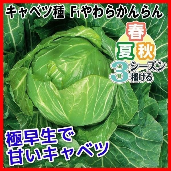種 野菜たね キャベツ F1やわらかんらん 1袋（3ml）