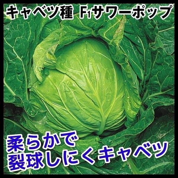種 野菜たね キャベツ F1サワーポップ 1袋（2ml）