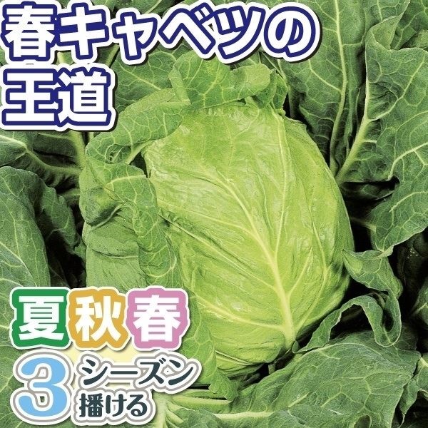 種 野菜たね キャベツ F1金系201号 1袋（コート種子 65粒）