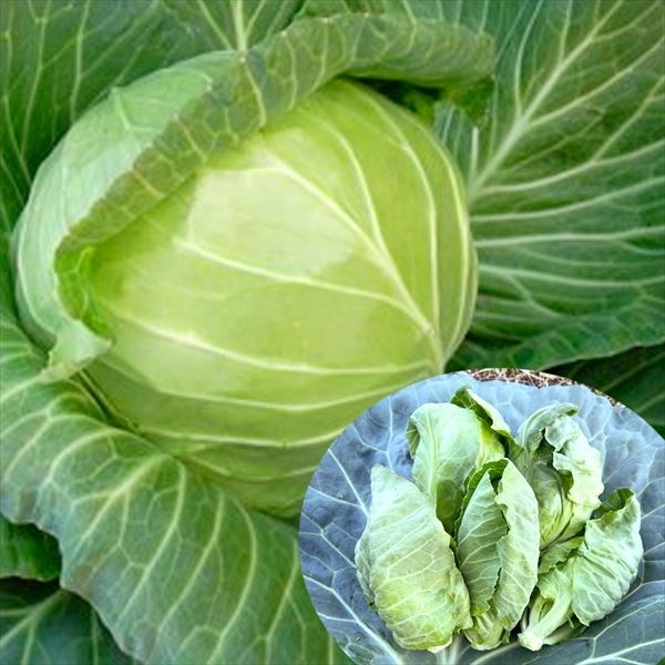 種 野菜たね キャベツ F1おやこ甘藍 1袋（2ml）