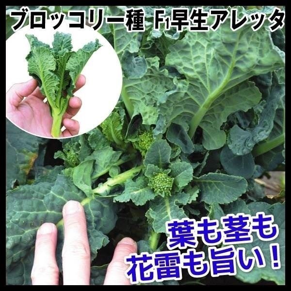 種 野菜たね ブロッコリー F1早生アレッタ PVP 1袋（50粒）