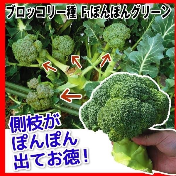 種 野菜たね ブロッコリー F1ぽんぽんグリーン 1袋（50粒）