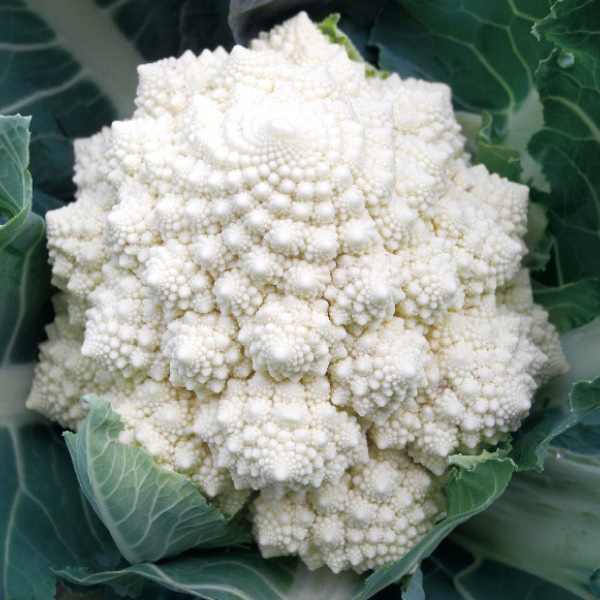 種 野菜たね カリフラワー F1白いサンゴ礁花椰菜（はなやさい）ネオ 1袋（25粒）