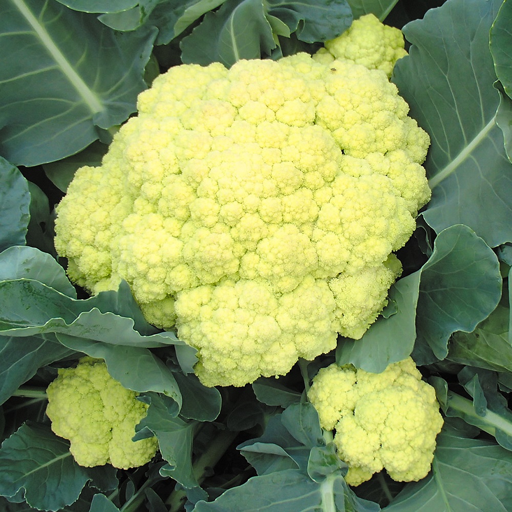 種 野菜たね カリフラワー F1サムライム 1袋（0.8ml）