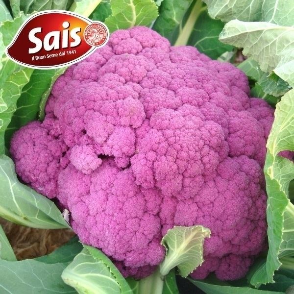 種 野菜たね カリフラワー カターニアバイオレット 1袋（1ml）