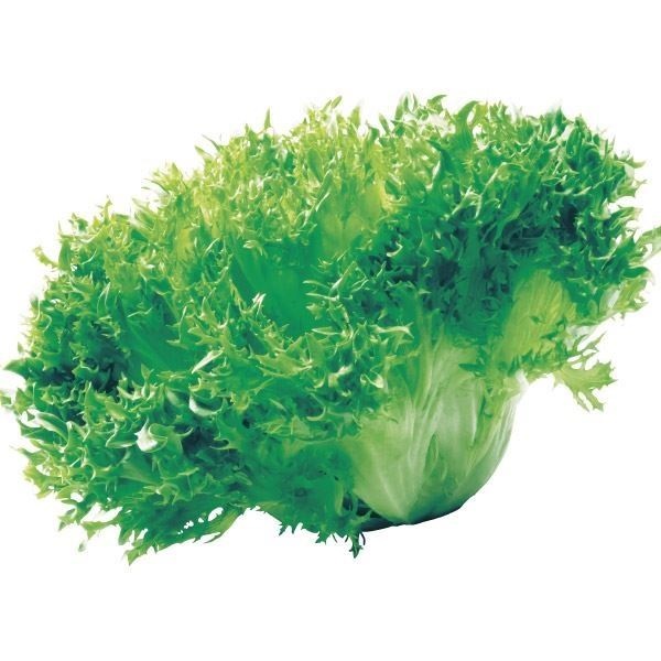 種 野菜たね レタス ヴェルデフリル 1袋（コート種子 80粒）
