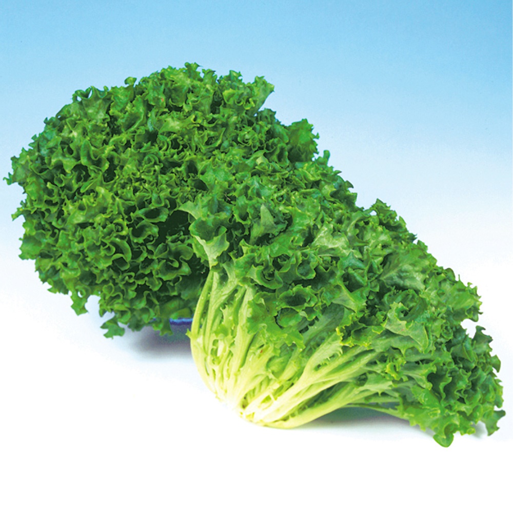 種 野菜たね レタス リブレタス 1袋（2ml）