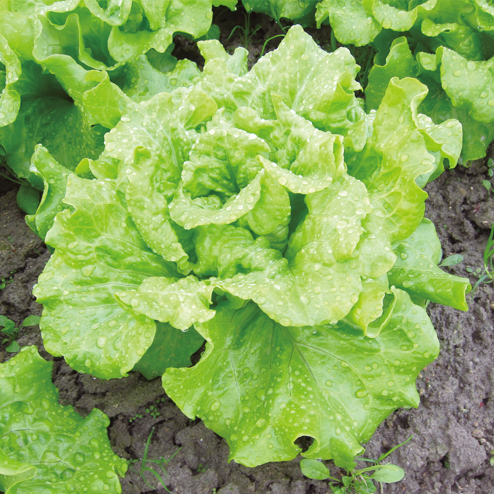 種 野菜たね レタス ラクレタス 1袋（1ml）