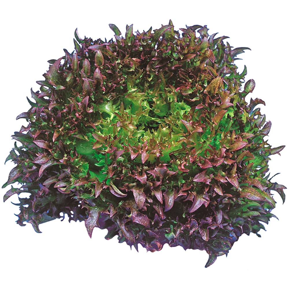 種 野菜たね レタス ハンサムレッド1号 1袋（コート種子 80粒）