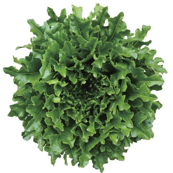 種 野菜たね レタス ワンタイムレタス 1袋（2ml）