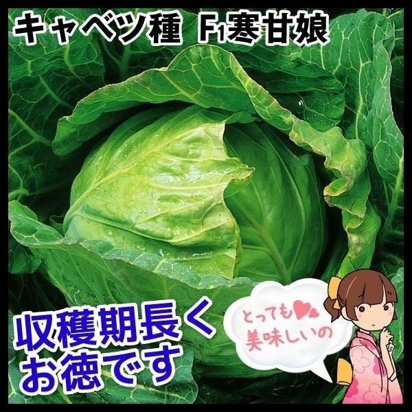 種 野菜たね キャベツ F1寒甘娘