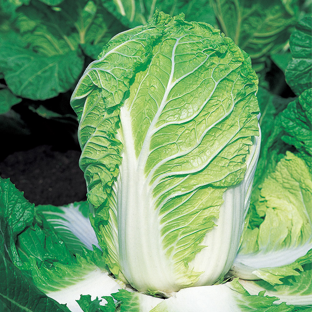 種 野菜たね リレー ハクサイ F1富風 1袋（1.9ml）