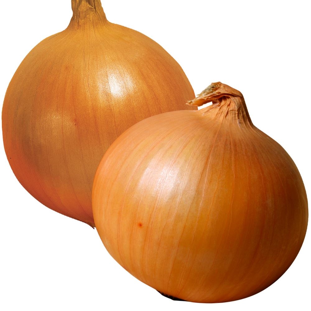 種 野菜たね リレーセット 玉ねぎたねリレー栽培セット 2種2袋