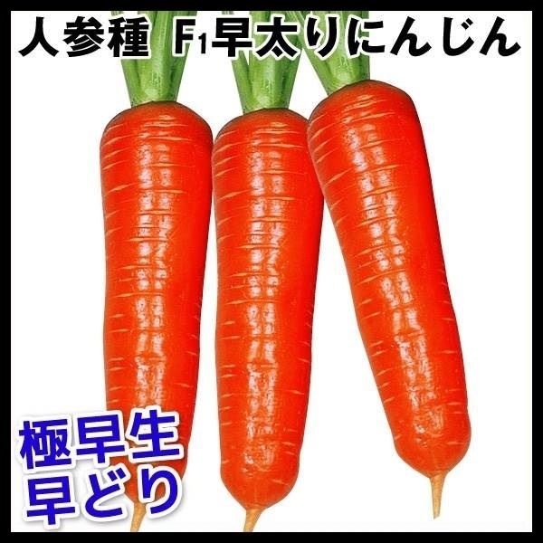 種 野菜たね リレー F1早太りにんじん 1袋（4ml）