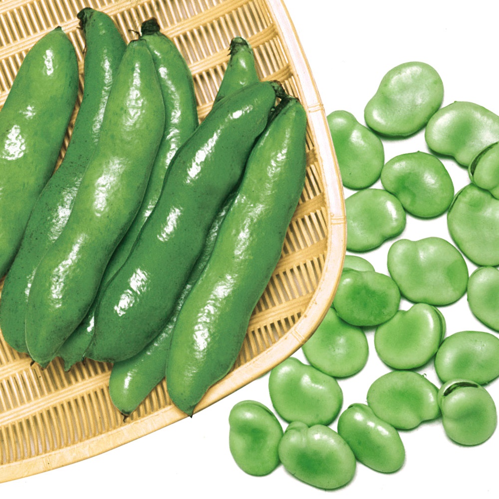 種 野菜たね マメ ソラマメ 清水一寸 1袋（8粒）