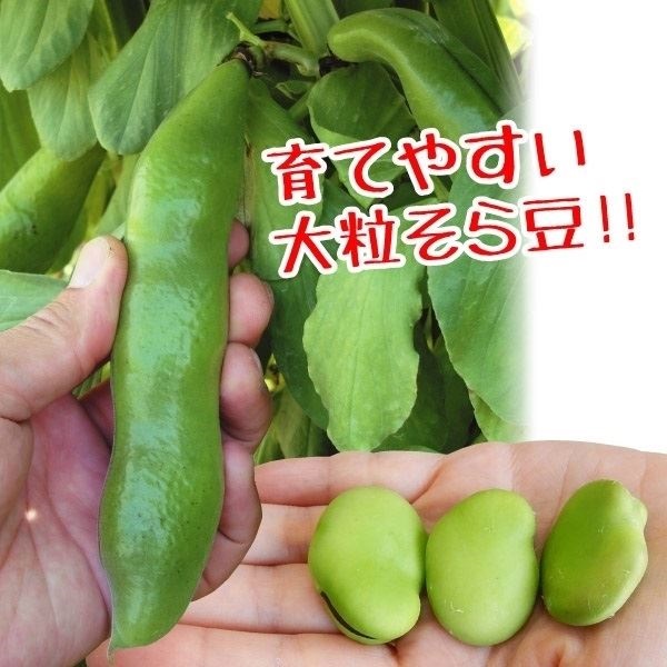 種 野菜たね マメ ソラマメ セレクトグリーン 1袋（40ml）