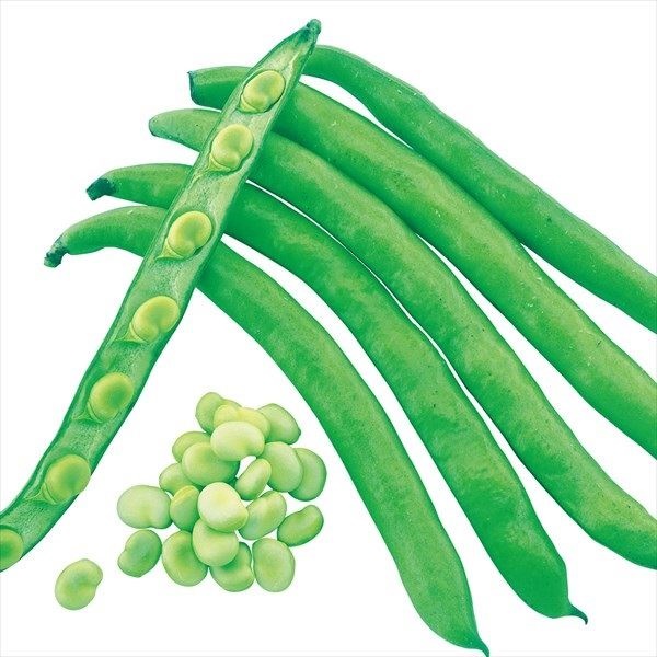 種 野菜たね マメ サラダそら豆 ポポロ 1袋（10粒）