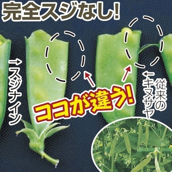 種 野菜たね マメ スジナイン（R） PVP 1袋（20ml）