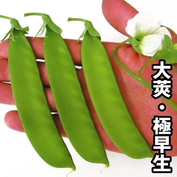 種 野菜たね マメ 巨笹絹さや豌豆 1袋（30ml）