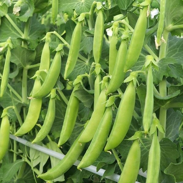 種 野菜たね マメ スジナイン（R）スナップ 品種登録出願中 1袋（20ml）