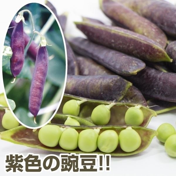 種 野菜たね マメ エンドウ ツタンカーメン 紫豌豆 1袋（30ml）