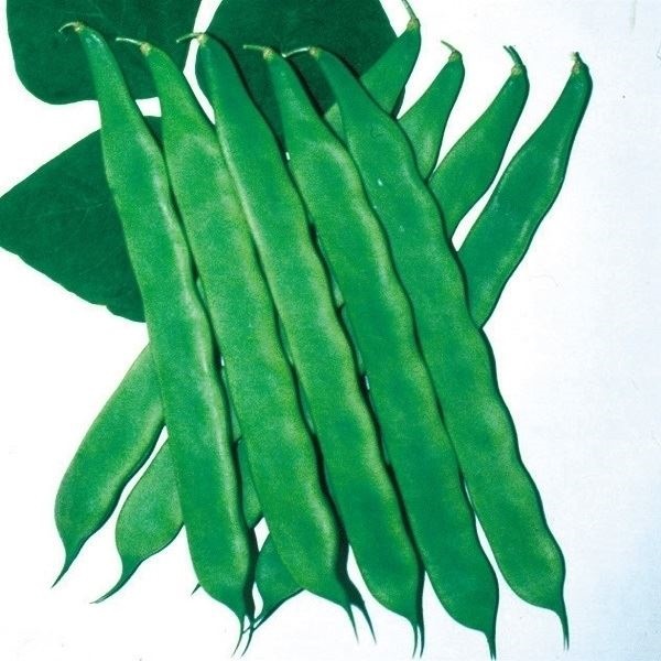 種 野菜たね マメ インゲン マンズナル 1袋（30ml）