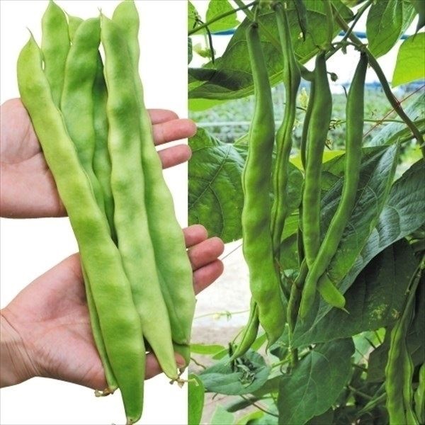 種 野菜たね マメ インゲン おおさや豊 1袋（50ml）
