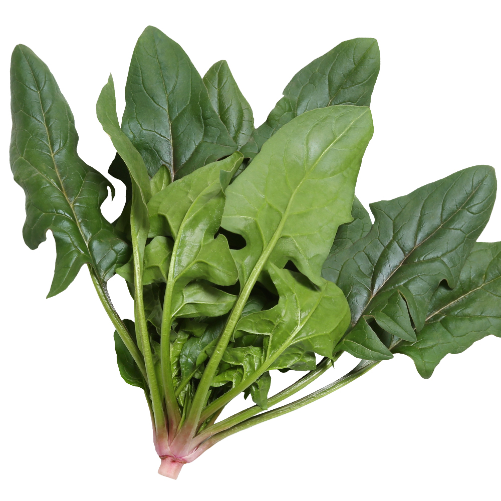 種 野菜たね ホウレン草 F1ほうれんそう名人 1袋（40ml）