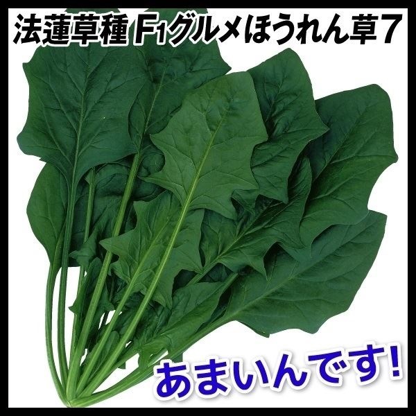 種 野菜たね ホウレン草 F1グルメほうれん草7 1袋（40ml）