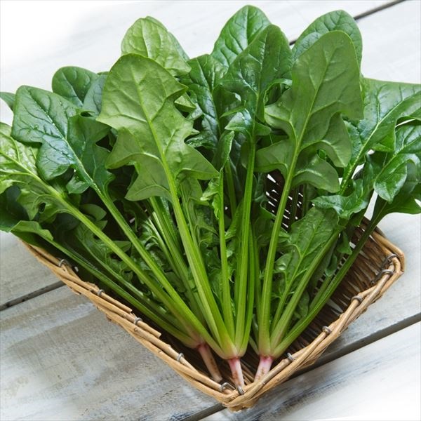 種 野菜たね ホウレン草 F1冬ごのみ R 1袋（45ml）