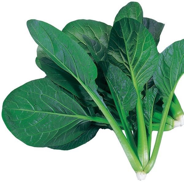 種 野菜たね 菜類 F1サラダ小松菜 1袋（10ml）
