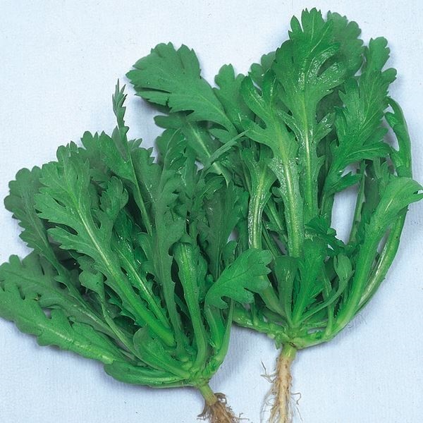 種 野菜たね 菜類 サラダ春菊 1袋（20ml）