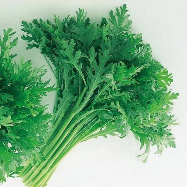 種 野菜たね 菜類 スティック春菊 1袋（20ml）