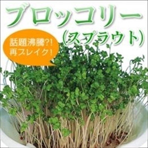 種 野菜たね ブロッコリー ブロッコリースプラウト 1袋（40ml）