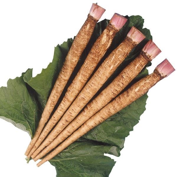 種 野菜たね ゴボウ てがる牛蒡 1袋（5ml）