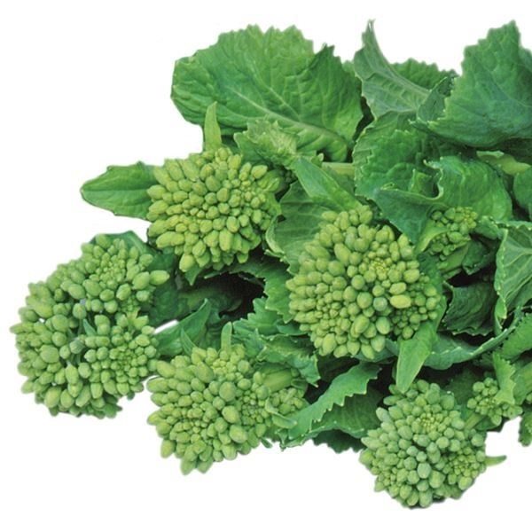 種 野菜たね 菜類 F1お多福はなな 1袋（5ml）