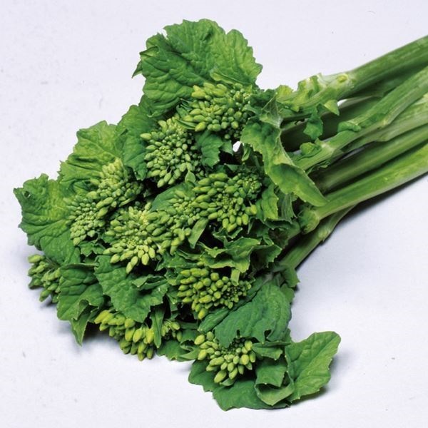 種 野菜たね 菜類 F1極早生はなな 1袋（5ml）