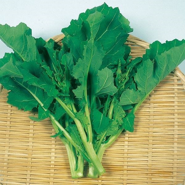 種 野菜たね 菜類 美味しいなばな 1袋（5ml）