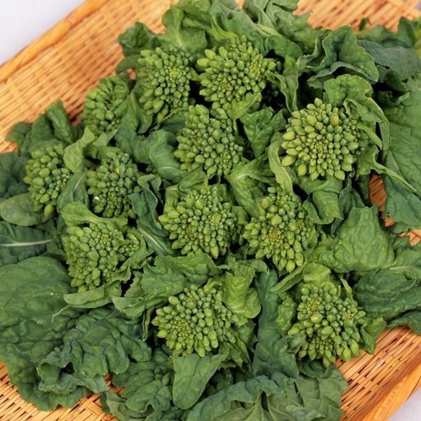種 野菜たね 菜類 F1春祭り 1袋（5ml）