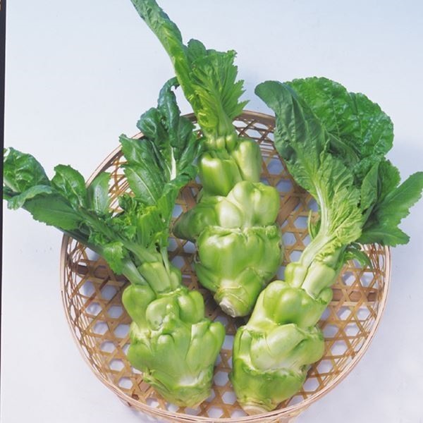 種 野菜たね 菜類 ザーサイ 1袋（コート種子200粒）