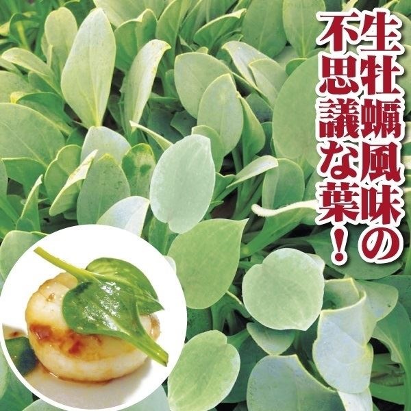 種 野菜たね 菜類 オイスターリーフ 1袋（15粒）