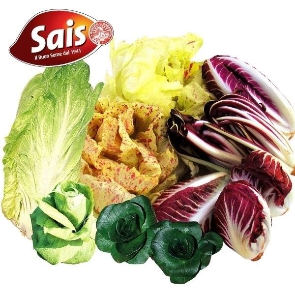 種 野菜たね イタリア野菜 チコリ ラディッキオミックス 1袋（15ml）