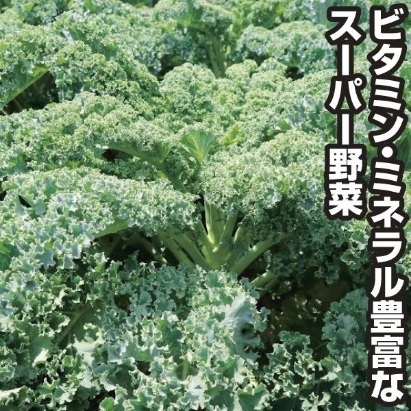 種 野菜たね 菜類 カリーノケール 1袋（40粒）