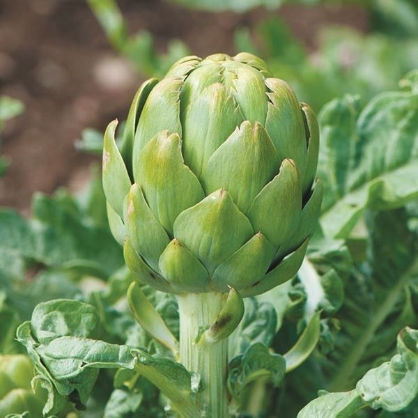 種 野菜たね イタリア野菜 グリーンアーティチョーク ダボール 1袋（6粒）