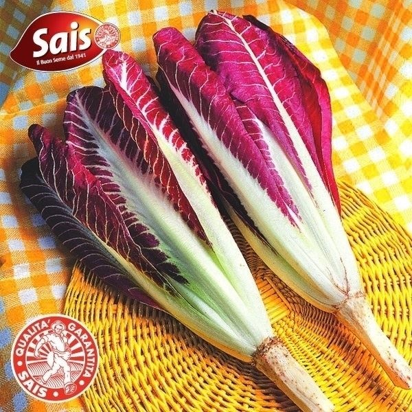 種 野菜たね イタリア野菜 チコリ ラディッキオ タルディーボ 1袋（5ml）