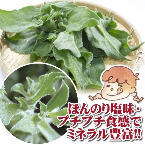 種 野菜たね 菜類 アイスプラント 1袋（コート種子 20粒）