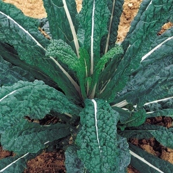 種 野菜たね イタリア野菜 菜類 トスカーナネロ 1袋（1ml）