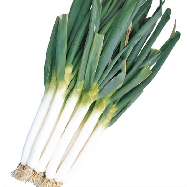 種 野菜たね ネギ 太っこ 1袋（10ml）